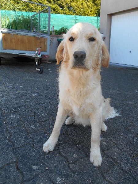 Illico presto de la Veine d'or des Pyrénées