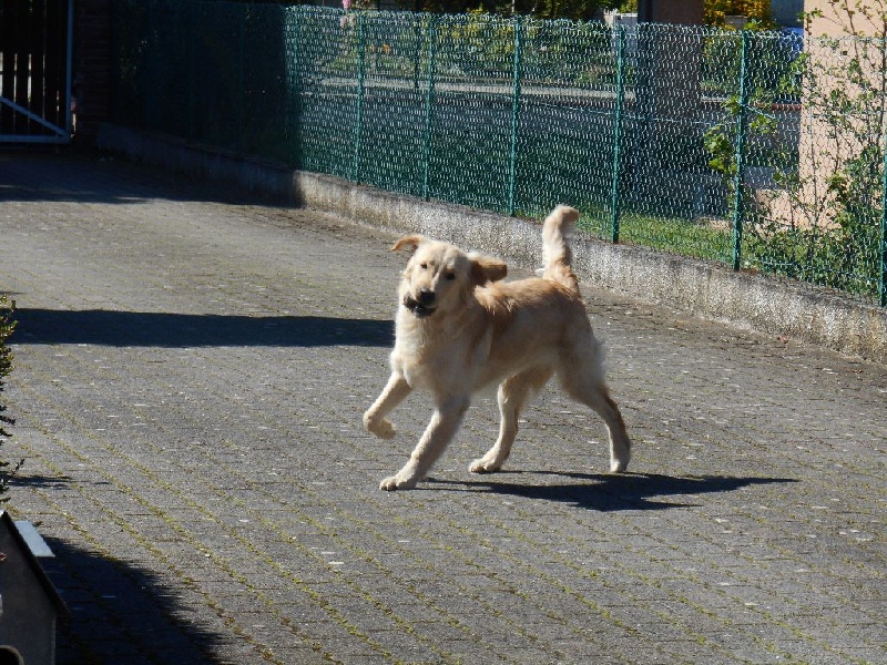 Illico presto de la Veine d'or des Pyrénées