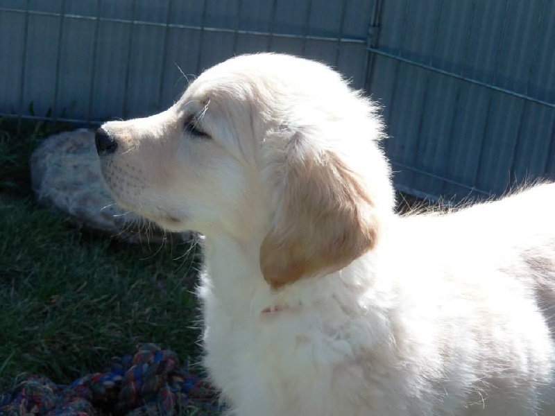 Illico presto de la Veine d'or des Pyrénées