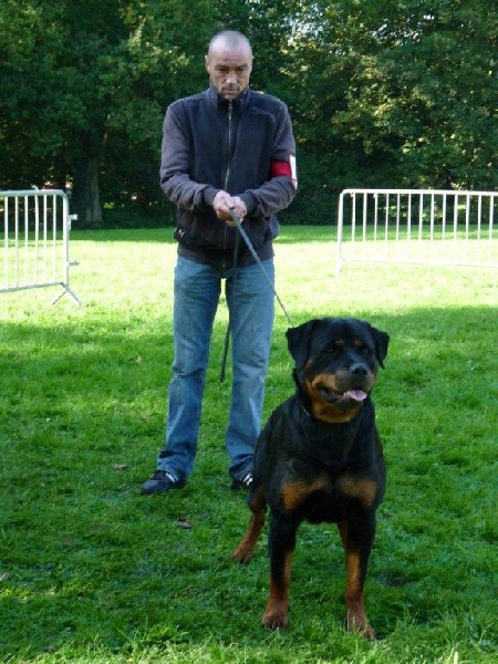 E' favority bull von one Emmy - 3e Excellent classe ouverte