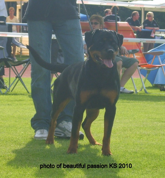 E' favority bull von one Emmy - SG classe jeune