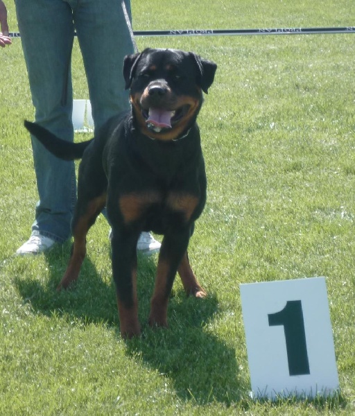 E' favority bull von one Emmy - 1ere Excellent Classe intermediaire - RCACS