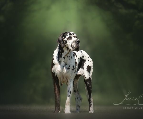 Publication : du clos du bonheur