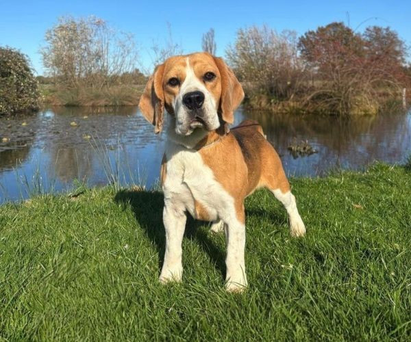 Twiny de la vallée du grand loup