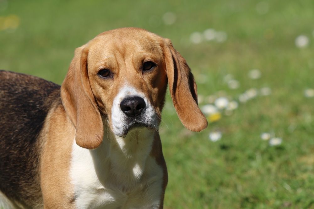 Publication : du clos du bonheur