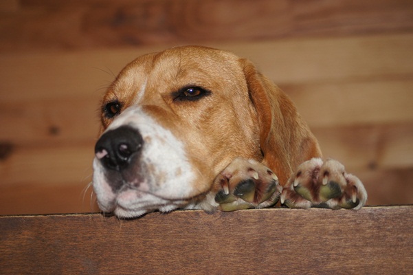 Publication : du clos du bonheur