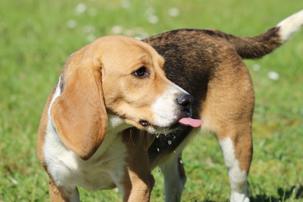 Publication : du clos du bonheur