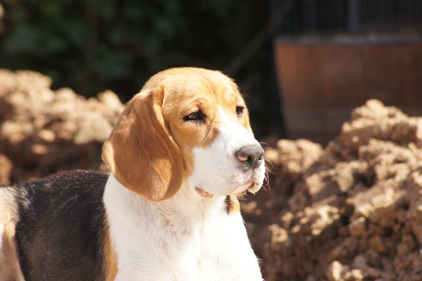 Publication : du clos du bonheur