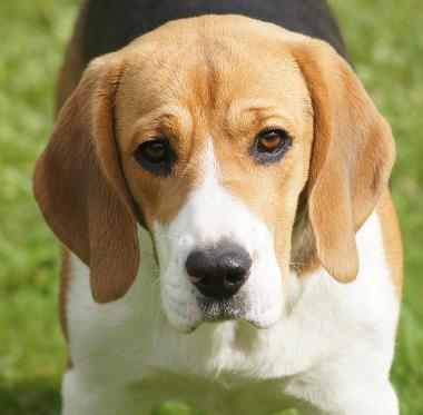 Publication : du clos du bonheur