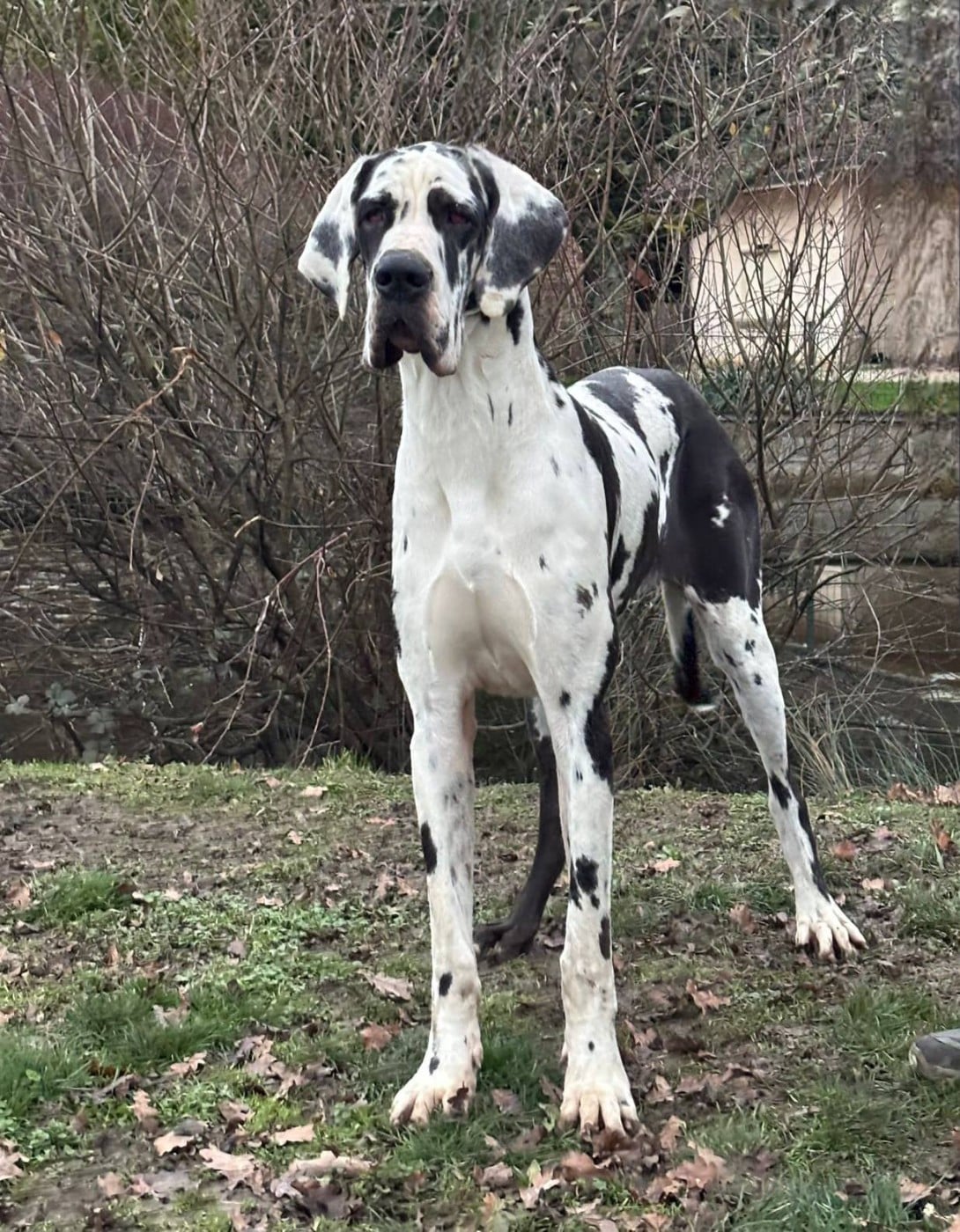 V'isis du Clos du Bonheur