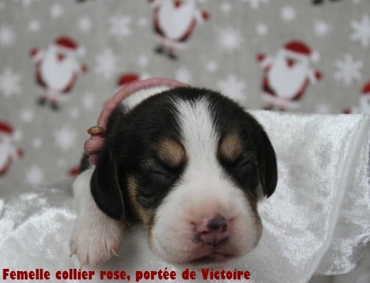 Femelle collier rose