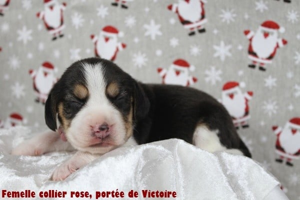 Femelle collier rose