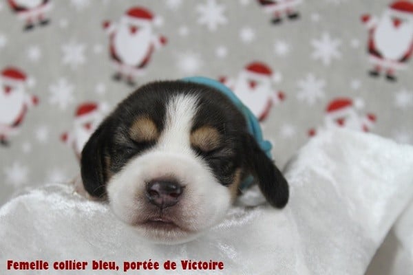 Femelle collier bleu