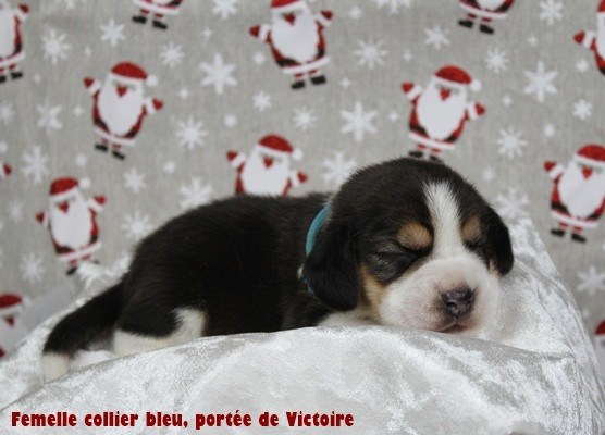 Femelle collier bleu