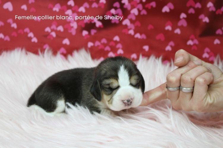Femelle collier blanc