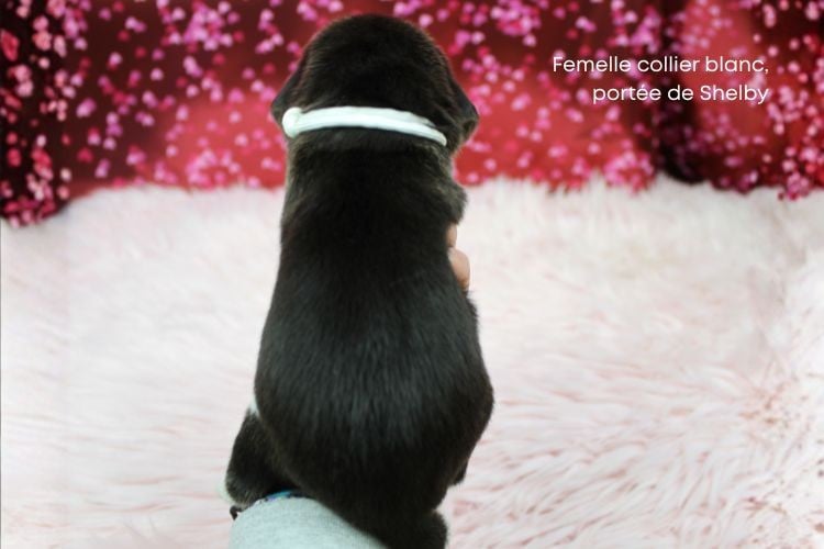 Femelle collier blanc