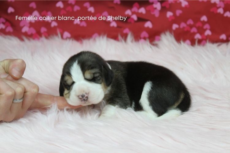 Femelle collier blanc