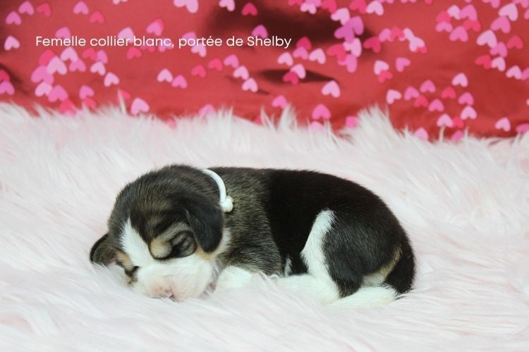 Femelle collier blanc