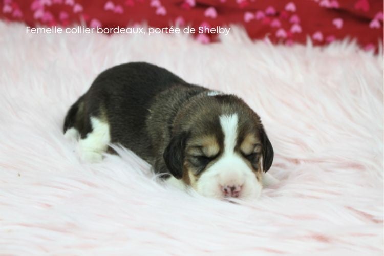 Femelle collier bordeaux