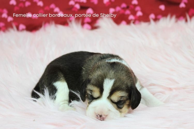 Femelle collier bordeaux