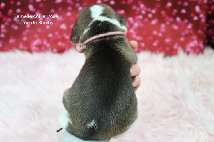 Femelle collier rose