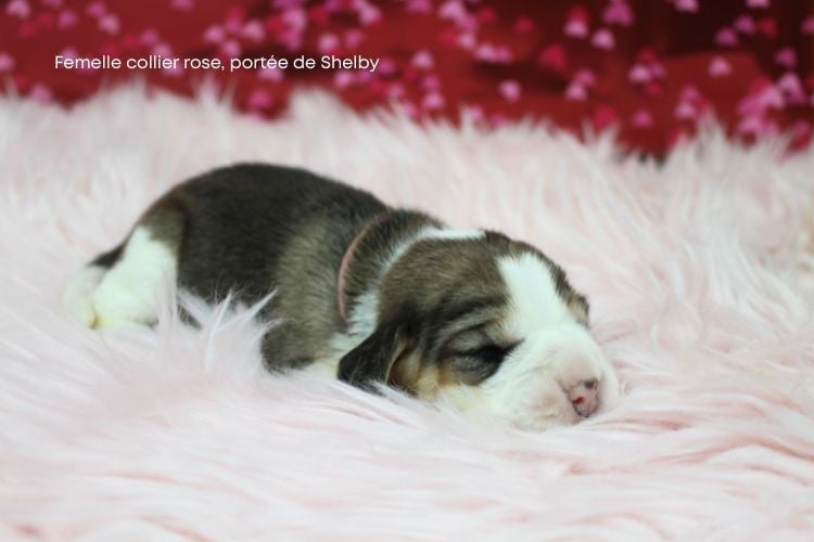 Femelle collier rose