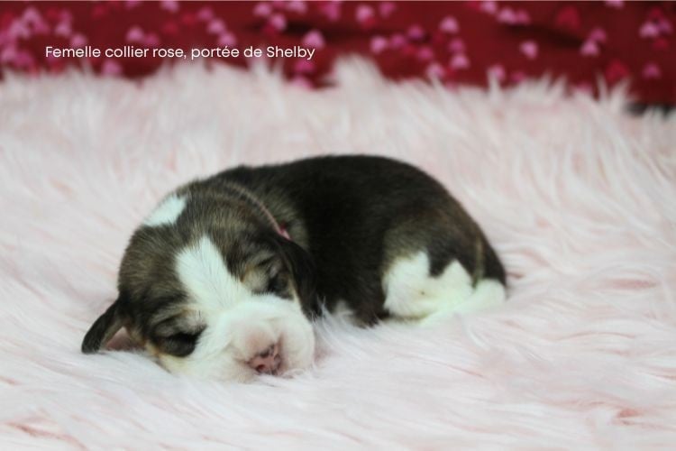 Femelle collier rose