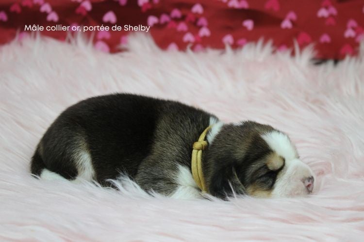 Mâle collier or