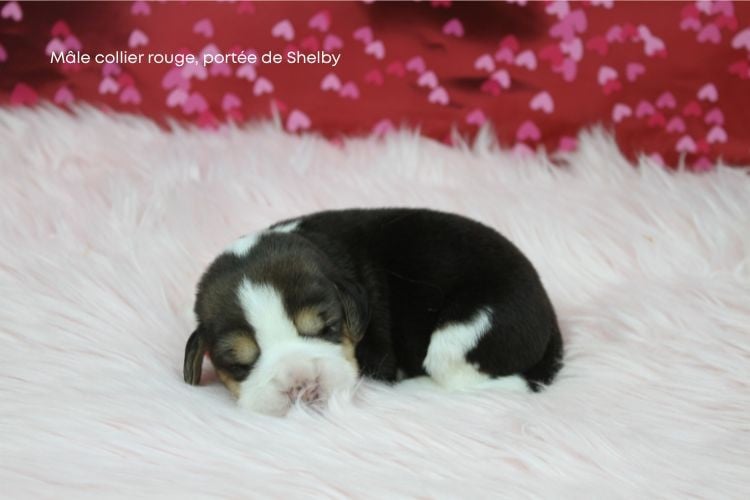 Mâle collier rouge