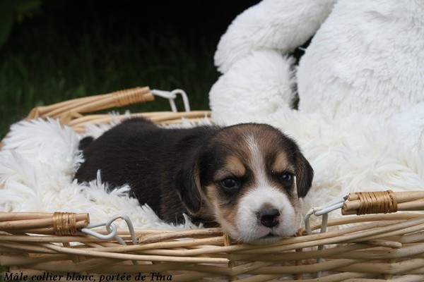 Beagle - du clos du bonheur