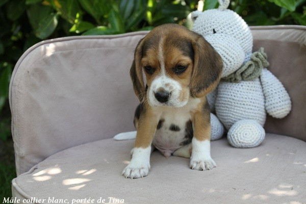 Mâle collier blanc