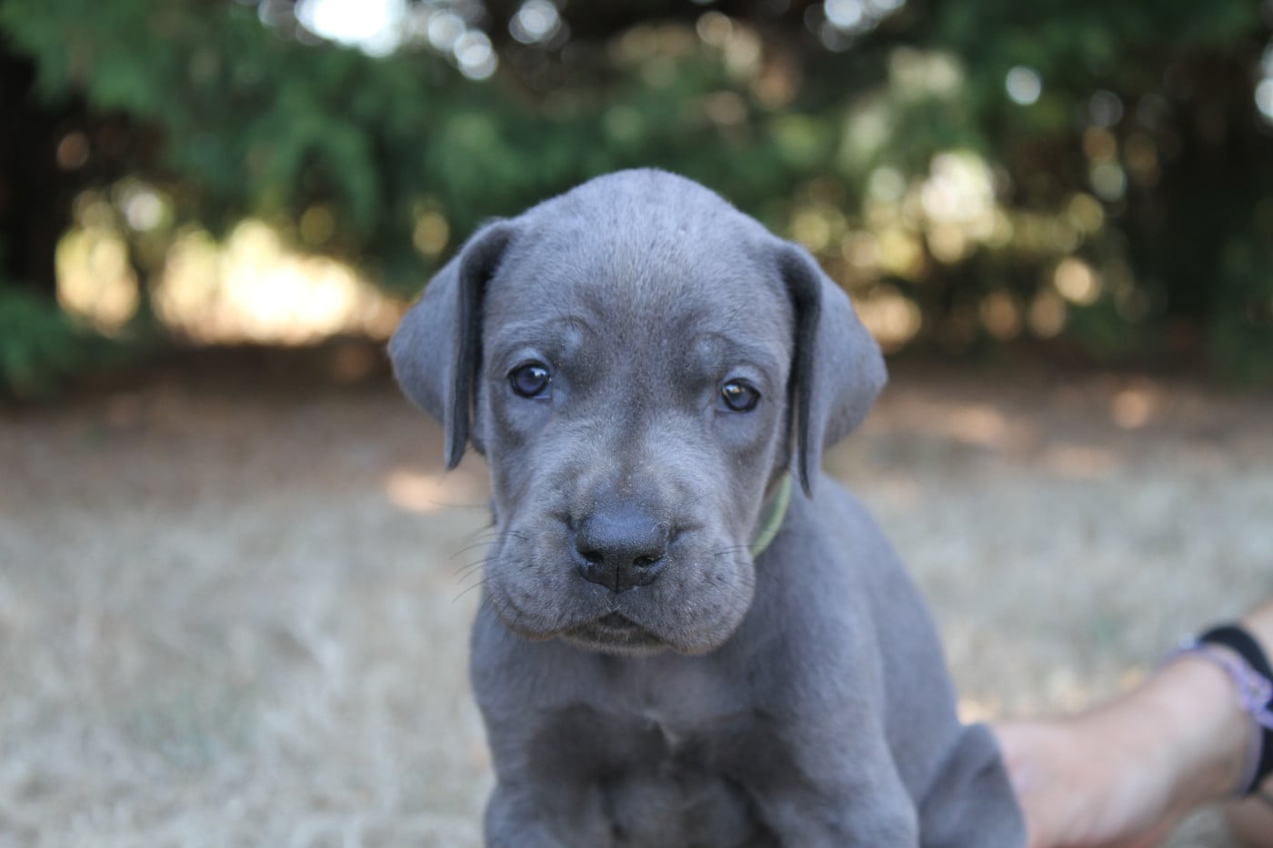 Chiot Dogue allemand