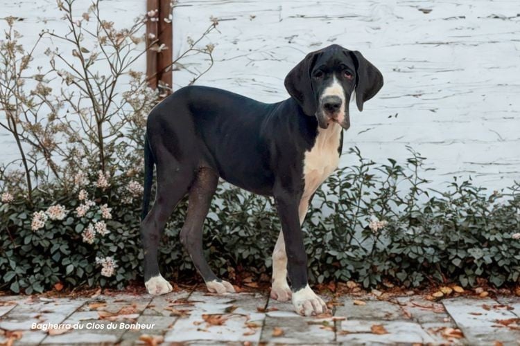 Dogue allemand - du clos du bonheur