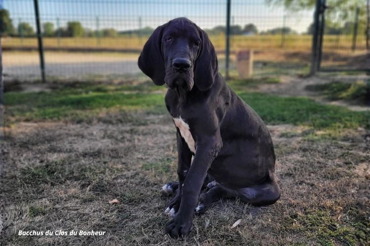Chiot Dogue allemand