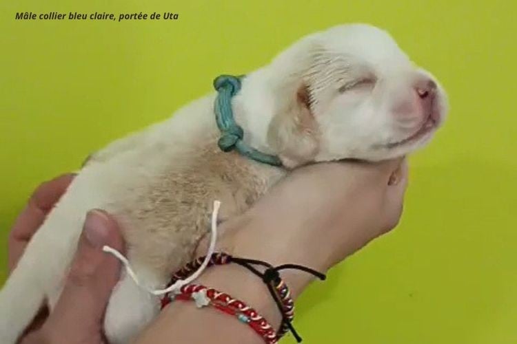 Mâle collier bleu clair