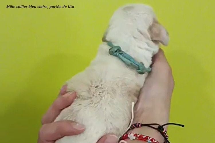 Mâle collier bleu clair