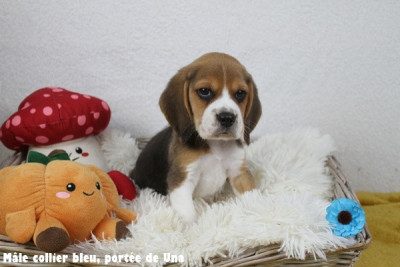 Les chiots de Beagle