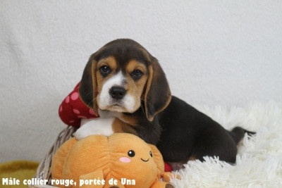 Les chiots de Beagle