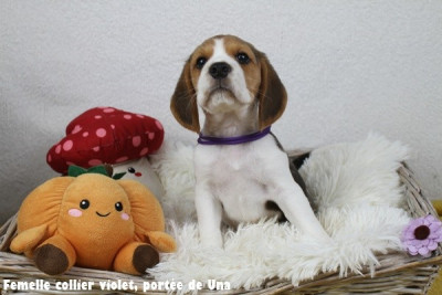 Les chiots de Beagle
