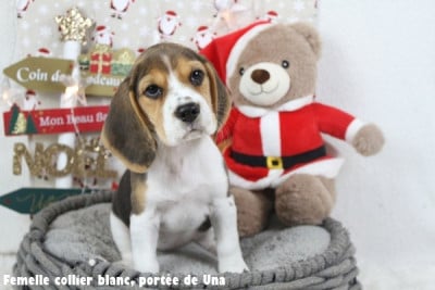 Les chiots de Beagle