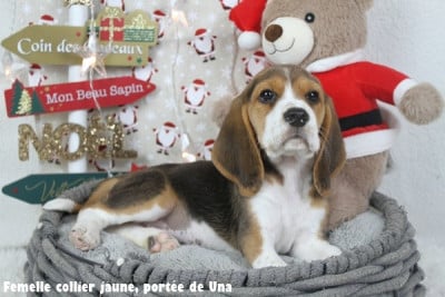Les chiots de Beagle