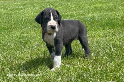 Les chiots de Dogue allemand