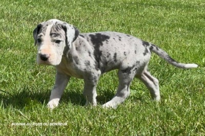 Les chiots de Dogue allemand