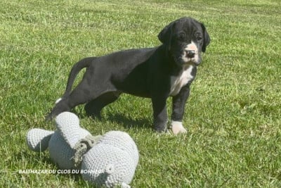 Les chiots de Dogue allemand