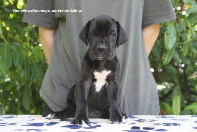 Les chiots de Dogue allemand