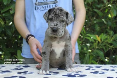 Les chiots de Dogue allemand
