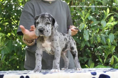 Les chiots de Dogue allemand