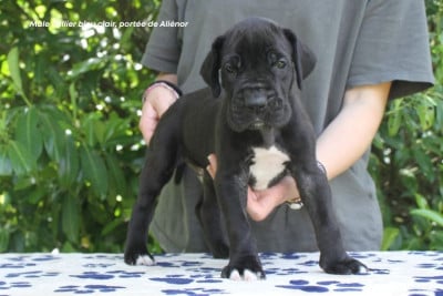 Les chiots de Dogue allemand