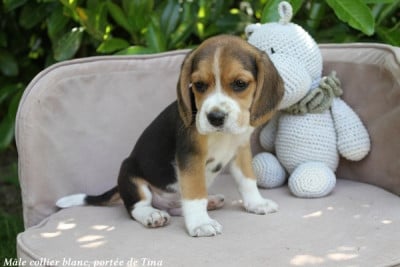Les chiots de Beagle