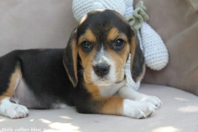 Les chiots de Beagle